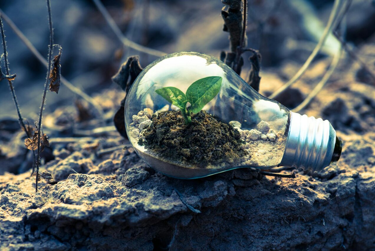 a lightbulb lying on sand, filled with soil and a small green plant growing from it