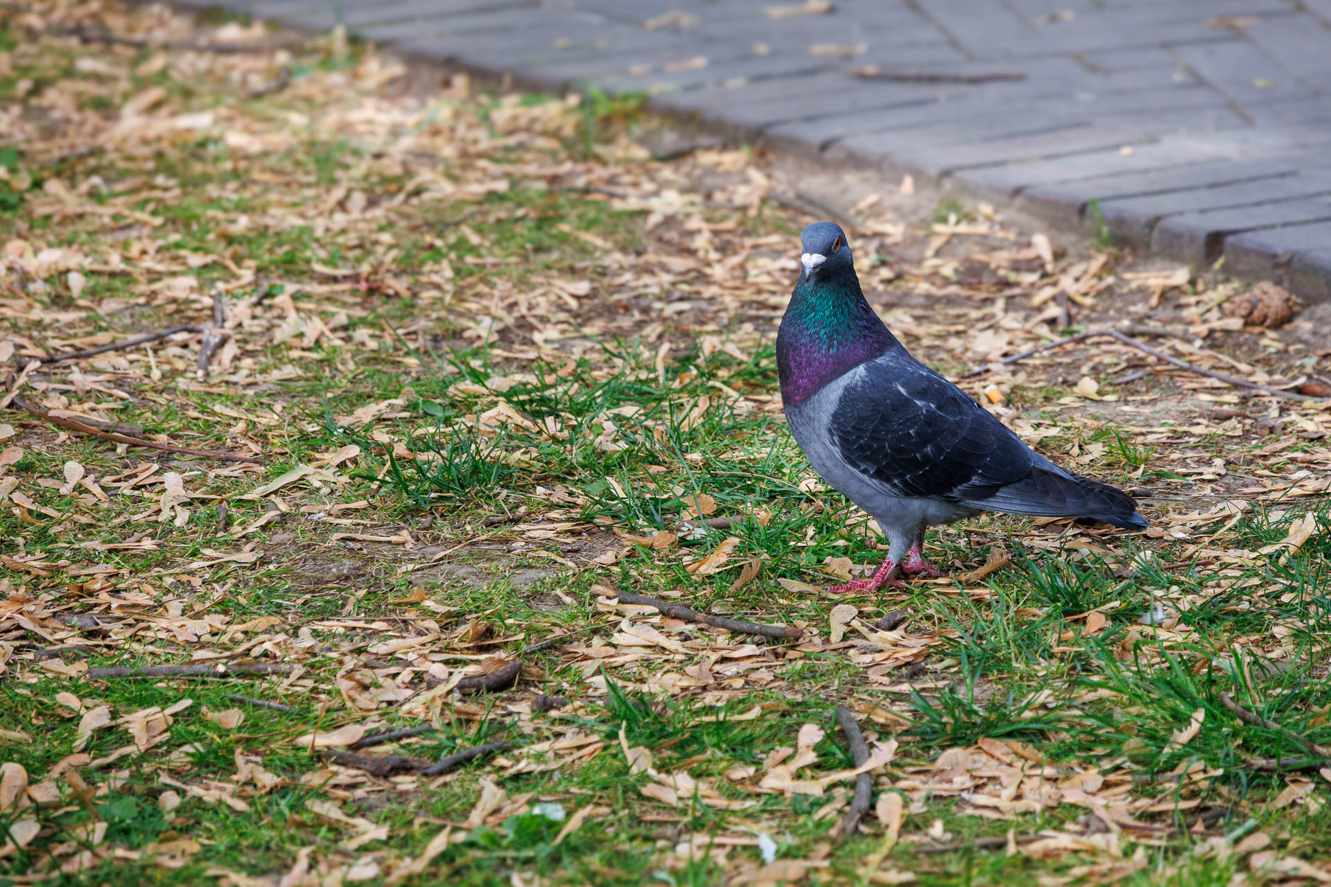 Close-up of a pidgeon on grass, looking at the camera