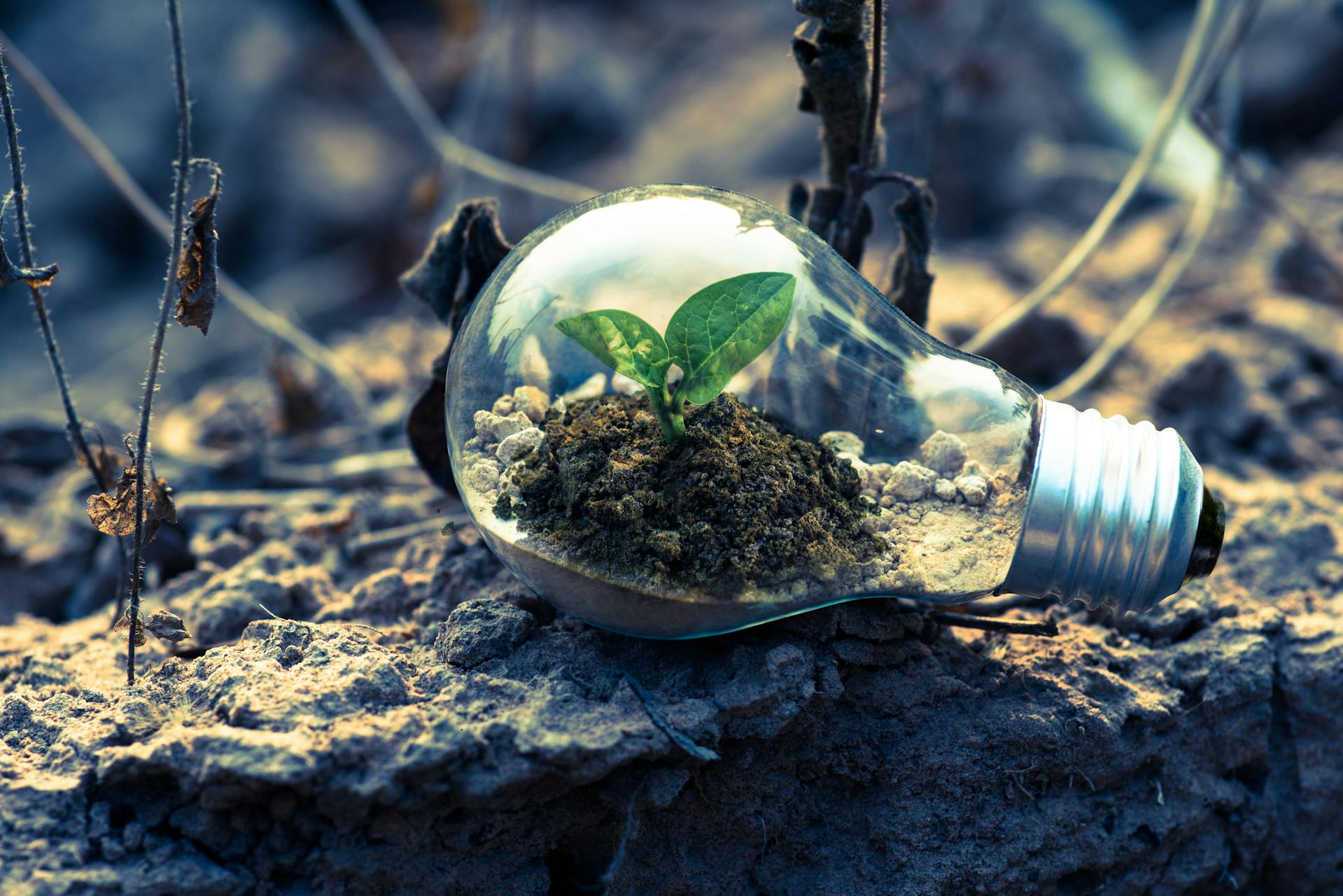 a lightbulb lying on sand, filled with soil and a small green plant growing from it